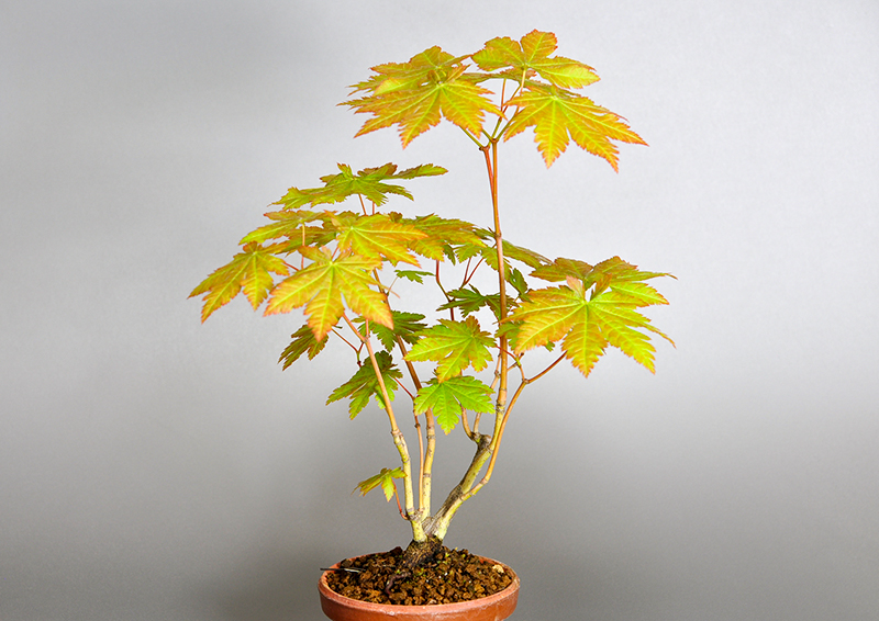 ヤマモミジB-1（やまもみじ・山紅葉）雑木盆栽の販売と育て方・作り方・Acer palmatum subsp. matsumurae bonsai