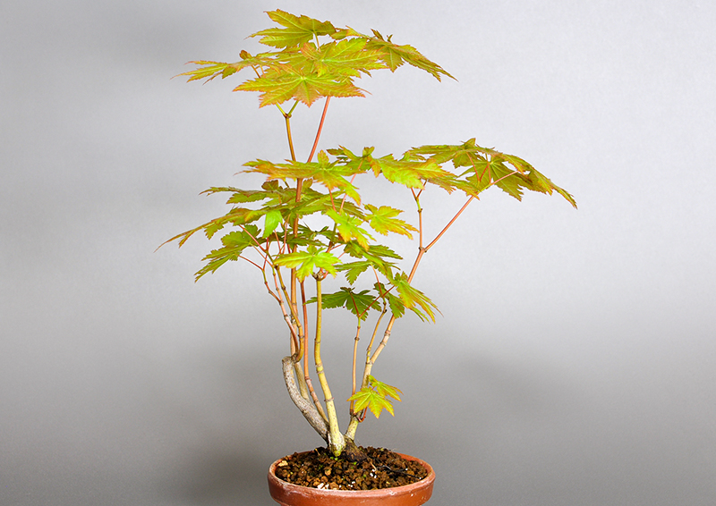 ヤマモミジB-1（やまもみじ・山紅葉）雑木盆栽を裏側から見た景色・Acer palmatum subsp. matsumurae bonsai