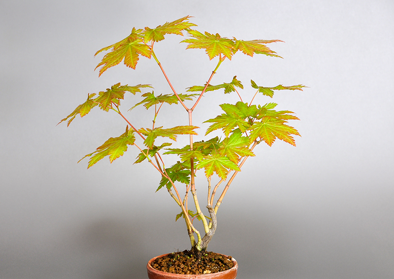 ヤマモミジB-1（やまもみじ・山紅葉）雑木盆栽を右側から見た景色・Acer palmatum subsp. matsumurae bonsai