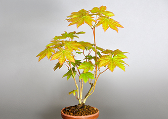 ヤマモミジB（やまもみじ・山紅葉）雑木盆栽の成長記録-1・Acer palmatum subsp. matsumurae bonsai