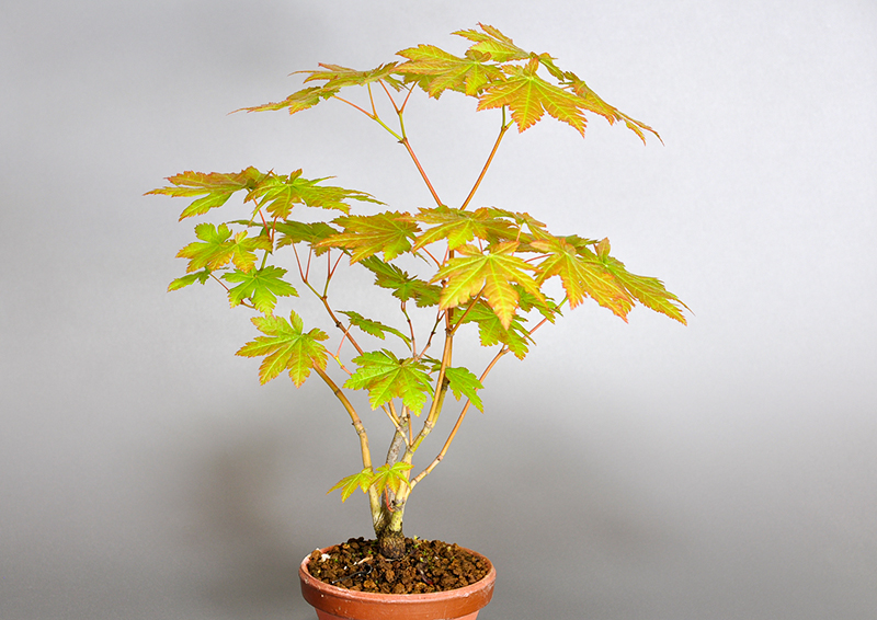 ヤマモミジB-1（やまもみじ・山紅葉）雑木盆栽を左側から見た景色・Acer palmatum subsp. matsumurae bonsai