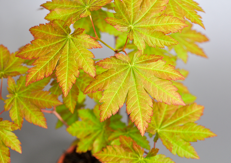 ヤマモミジB-1（やまもみじ・山紅葉）雑木盆栽の葉の姿・Acer palmatum subsp. matsumurae bonsai