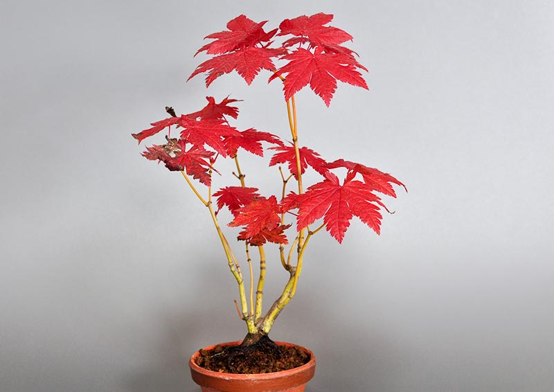 ヤマモミジB（やまもみじ・山紅葉）雑木盆栽の販売と育て方・作り方・Acer palmatum subsp. matsumurae bonsai