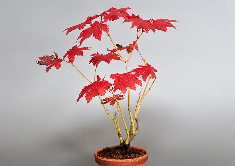 ヤマモミジB（やまもみじ・山紅葉）雑木盆栽を左側から見た景色・Acer palmatum subsp. matsumurae bonsai