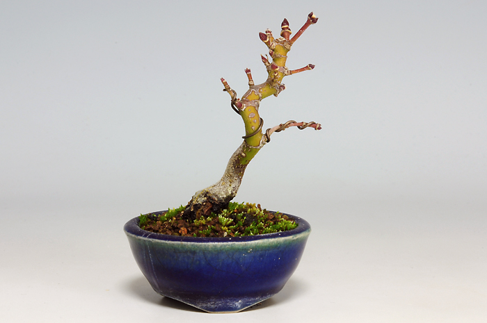 ヤマモミジC（やまもみじ・山紅葉）雑木盆栽の販売と育て方・作り方・Acer palmatum subsp. matsumurae bonsai