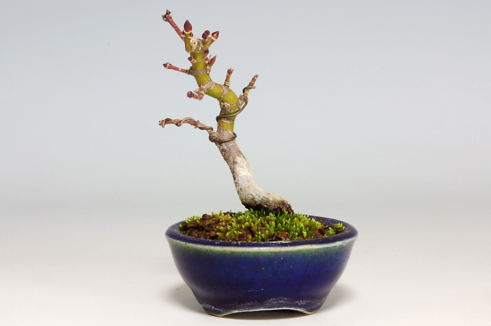 ヤマモミジC（やまもみじ・山紅葉）雑木盆栽を裏側から見た景色・Acer palmatum subsp. matsumurae bonsai