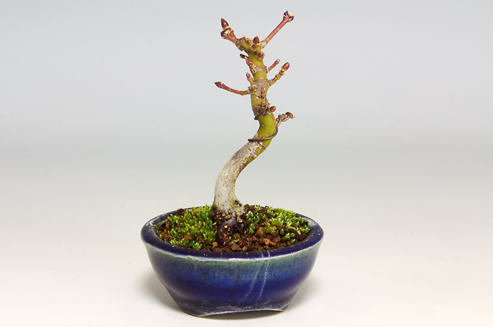 ヤマモミジC（やまもみじ・山紅葉）雑木盆栽を左側から見た景色・Acer palmatum subsp. matsumurae bonsai