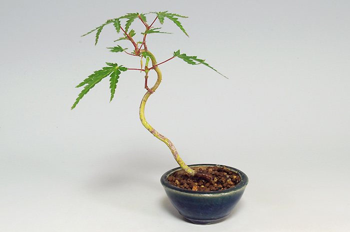 福助 山紅葉/ヤマモミジ 樹高36㎝ 寄植え 多幹 実生 素材 福助 山紅葉/ヤマモミジ 樹高36㎝ 寄植え 多幹 実生 素材