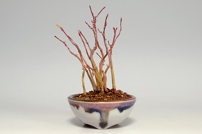 ヤマモミジH（やまもみじ・山紅葉）雑木盆栽の販売と育て方・作り方・Acer palmatum subsp. matsumurae bonsai photo