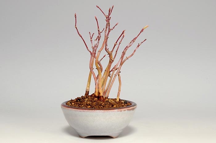 ヤマモミジH（やまもみじ・山紅葉）雑木盆栽を裏側から見た景色・Acer palmatum subsp. matsumurae bonsai photo