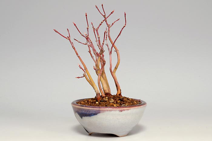 ヤマモミジH（やまもみじ・山紅葉）雑木盆栽を右側から見た景色・Acer palmatum subsp. matsumurae bonsai photo