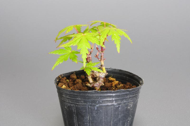 ヤマモミジ-J1（やまもみじ・山紅葉）雑木盆栽の販売と育て方・作り方・Acer palmatum subsp. matsumurae bonsai
