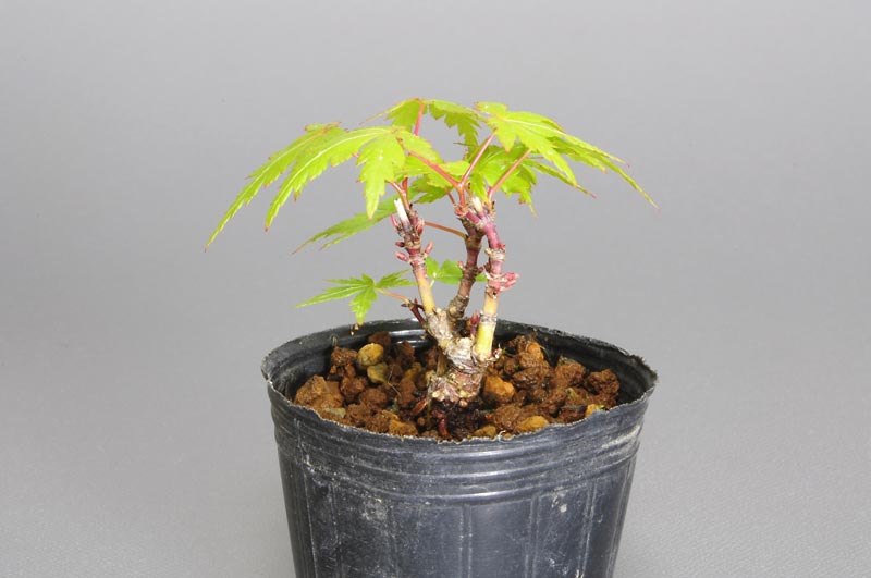 ヤマモミジ-J1（やまもみじ・山紅葉）雑木盆栽を右側から見た景色・Acer palmatum subsp. matsumurae bonsai