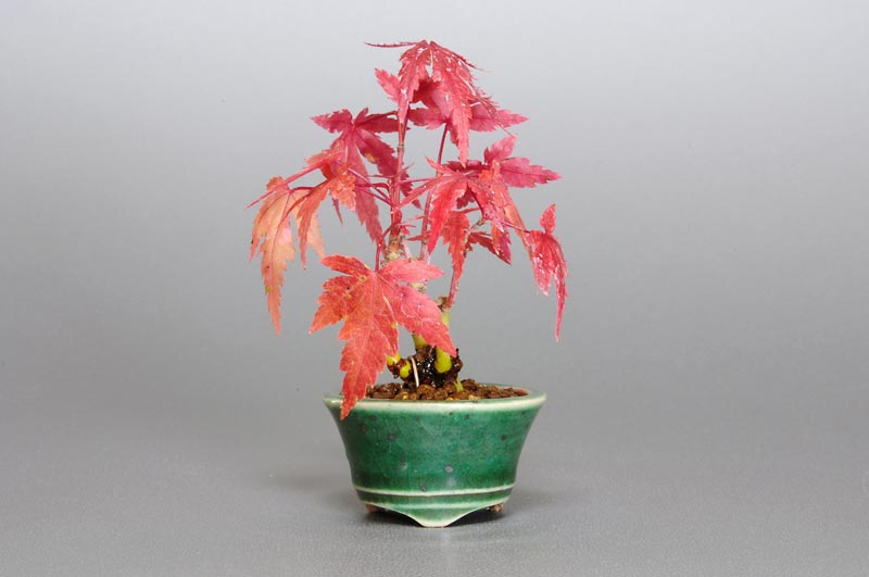 ヤマモミジ-L1（やまもみじ・山紅葉）雑木盆栽の販売と育て方・作り方・Acer palmatum subsp. matsumurae bonsai