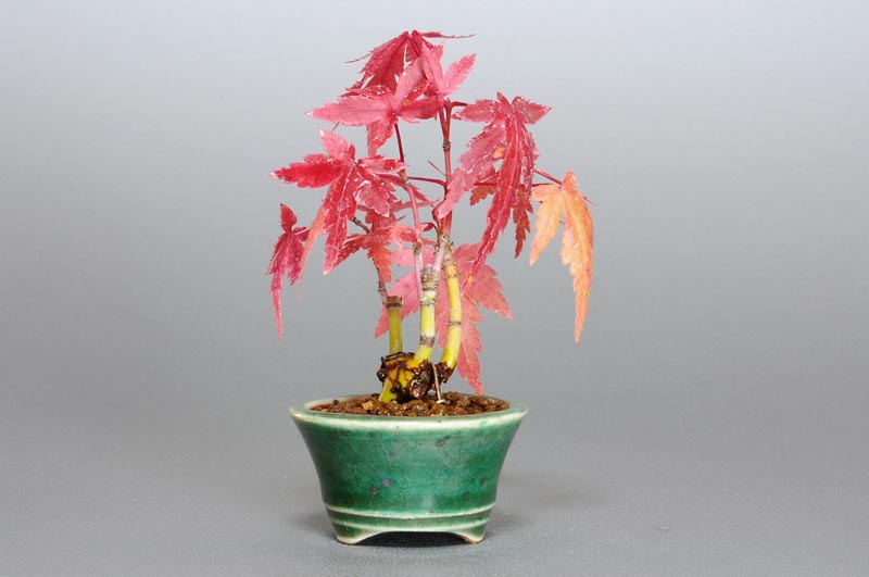 ヤマモミジ-L1（やまもみじ・山紅葉）雑木盆栽を裏側から見た景色・Acer palmatum subsp. matsumurae bonsai