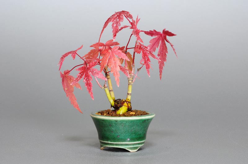 ヤマモミジ-L1（やまもみじ・山紅葉）雑木盆栽を右側から見た景色・Acer palmatum subsp. matsumurae bonsai