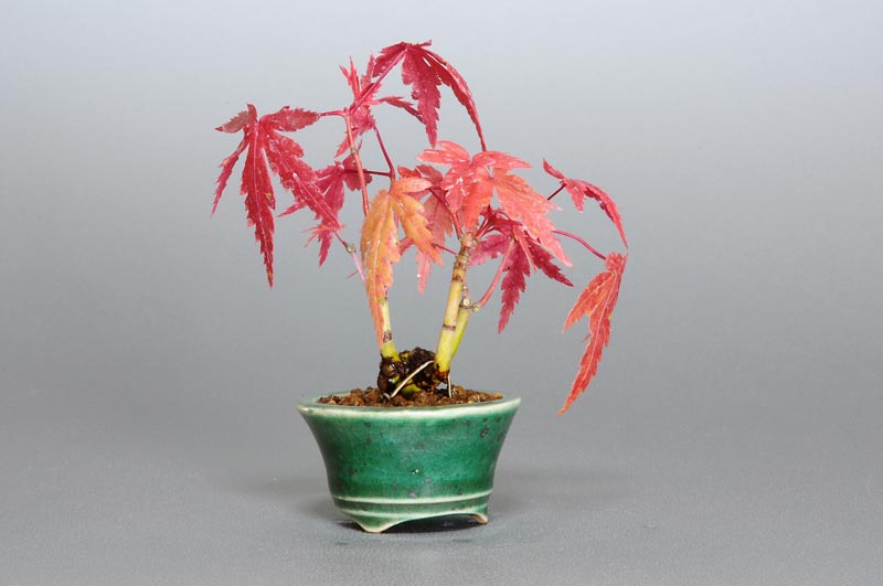 ヤマモミジ-L1（やまもみじ・山紅葉）雑木盆栽を左側から見た景色・Acer palmatum subsp. matsumurae bonsai