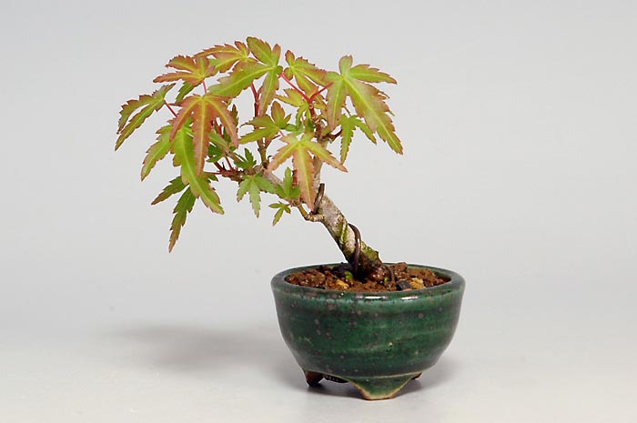ヤマモミジR（やまもみじ・山紅葉）雑木盆栽の販売と育て方・作り方・Acer palmatum subsp. matsumurae bonsai photo