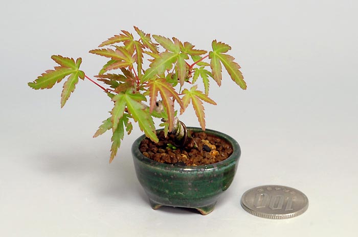 ヤマモミジR（やまもみじ・山紅葉）雑木盆栽を左側から見た景色・Acer palmatum subsp. matsumurae bonsai photo