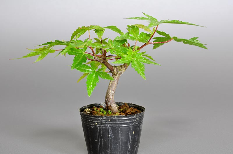 ヤマモミジ-V1（やまもみじ・山紅葉）雑木盆栽の販売と育て方・作り方・Acer palmatum subsp. matsumurae bonsai