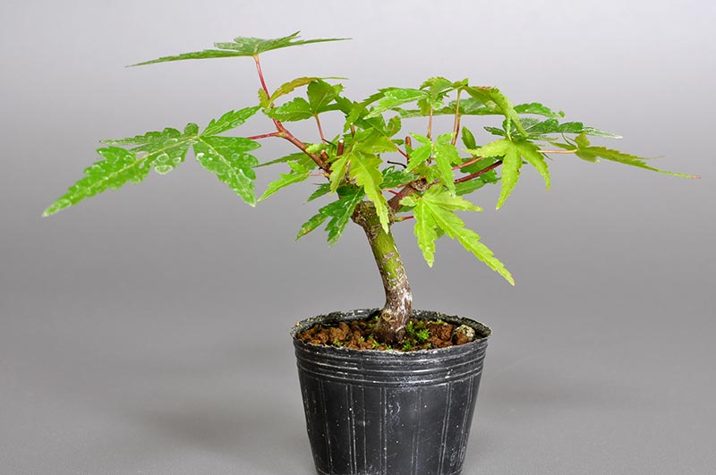 ヤマモミジ-V1（やまもみじ・山紅葉）雑木盆栽を裏側から見た景色・Acer palmatum subsp. matsumurae bonsai