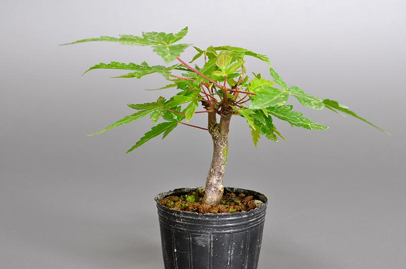 ヤマモミジ-V1（やまもみじ・山紅葉）雑木盆栽を右側から見た景色・Acer palmatum subsp. matsumurae bonsai