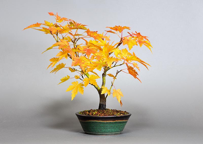 ヤマモミジ-X1（やまもみじ・山紅葉）雑木盆栽の販売と育て方・作り方・Acer palmatum subsp. matsumurae bonsai