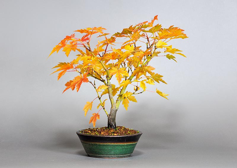 ヤマモミジ-X1（やまもみじ・山紅葉）雑木盆栽を裏側から見た景色・Acer palmatum subsp. matsumurae bonsai