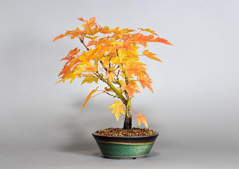 ヤマモミジ-X1（やまもみじ・山紅葉）雑木盆栽を右側から見た景色・Acer palmatum subsp. matsumurae bonsai