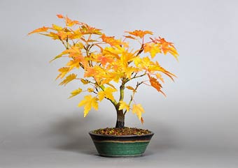 ヤマモミジ-X1（やまもみじ・山紅葉）盆栽の樹作りの参考樹形・Acer palmatum subsp. matsumurae Best bonsai