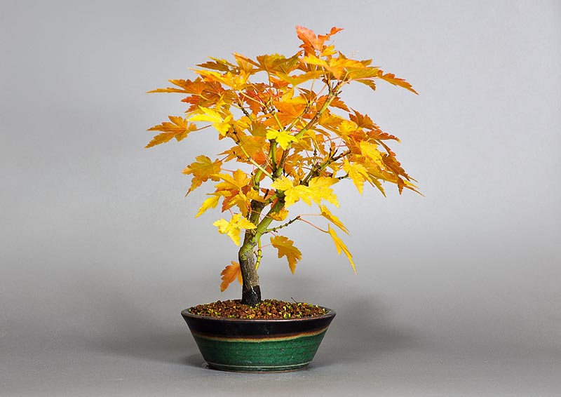 ヤマモミジ-X1（やまもみじ・山紅葉）雑木盆栽を左側から見た景色・Acer palmatum subsp. matsumurae bonsai