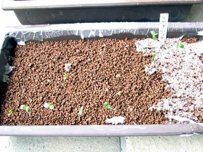 ケヤキの種子・欅 盆栽の実生記録・Zelkova bonsai seedlings enjoy