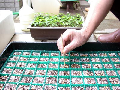 ケヤキの種子・欅 盆栽の実生記録・Zelkova bonsai seedlings enjoy