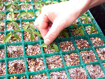 ケヤキ・欅 盆栽の実生記録-3・Growth record of seedling Zelkova bonsai