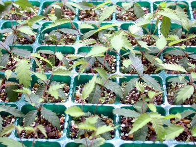 ケヤキの種子・欅 盆栽の実生記録・Zelkova bonsai seedlings enjoy