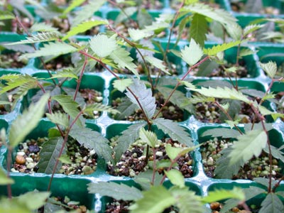 ケヤキの種子・欅 盆栽の実生記録・Zelkova bonsai seedlings enjoy