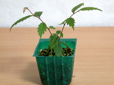 ケヤキの種子・欅 盆栽の実生記録・Zelkova bonsai seedlings enjoy