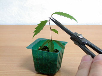 ケヤキ・欅 盆栽の実生記録-5・Growth record of seedling Zelkova bonsai