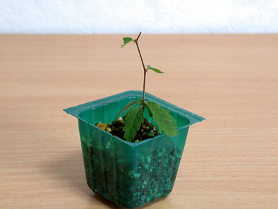 ケヤキの種子・欅 盆栽の実生記録・Zelkova bonsai seedlings enjoy