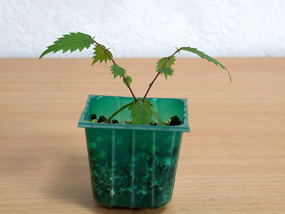 ケヤキの種子・欅 盆栽の実生記録・Zelkova bonsai seedlings enjoy