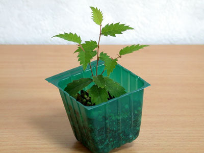 ケヤキの種子・欅 盆栽の実生記録・Zelkova bonsai seedlings enjoy