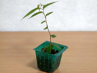 ケヤキ盆栽の1本芽は段づくりか芯立ち箒づくり-2｜ベランダで楽しむミニ盆栽の欅盆栽の育て方・作り方教室・Zelkova serrata bonsai school