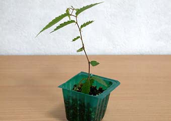 ケヤキ盆栽の1本芽は段づくりか芯立ち箒づくりの作り方-2｜ベランダで楽しむミニ盆栽の盆栽教室・Zelkova serrata bonsai school
