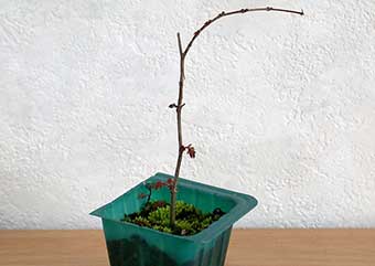 ケヤキ盆栽の1本芽は段づくりか芯立ち箒づくりの作り方-3｜ベランダで楽しむミニ盆栽の盆栽教室・Zelkova serrata bonsai school