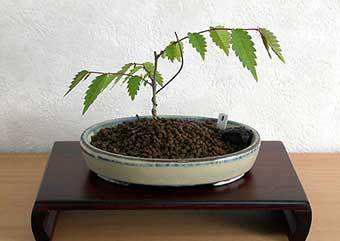 ケヤキ盆栽の1本芽は段づくりか芯立ち箒づくりの作り方-4｜ベランダで楽しむミニ盆栽の盆栽教室・Zelkova serrata bonsai school