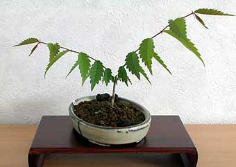 ケヤキ盆栽の1本芽は段づくりか芯立ち箒づくりの作り方-5｜ベランダで楽しむミニ盆栽の盆栽教室・Zelkova serrata bonsai school