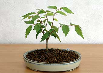 ケヤキ盆栽の1本芽は段づくりか芯立ち箒づくりの作り方-6｜ベランダで楽しむミニ盆栽の盆栽教室・Zelkova serrata bonsai school