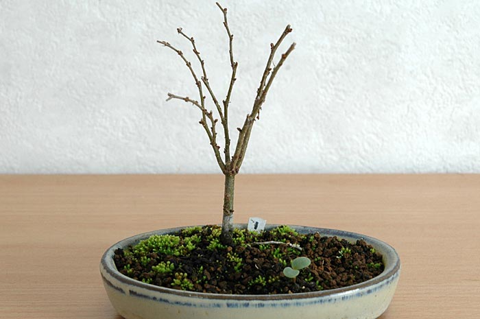 ケヤキ盆栽の1本芽は段づくりか芯立ち箒づくり-7｜ベランダで楽しむミニ盆栽の欅盆栽の育て方・作り方教室・Zelkova serrata bonsai school