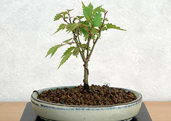 ケヤキ盆栽の1本芽は段づくりか芯立ち箒づくりの作り方-8｜ベランダで楽しむミニ盆栽の盆栽教室・Zelkova serrata bonsai school