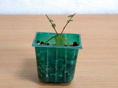 ケヤキ盆栽の2本芽は2本立ち箒づくり-1｜ベランダで楽しむミニ盆栽の欅盆栽の育て方・作り方教室・Zelkova serrata bonsai school